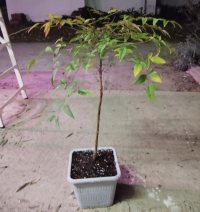 Omplantning - 05.02.2026 - Photo 1/1