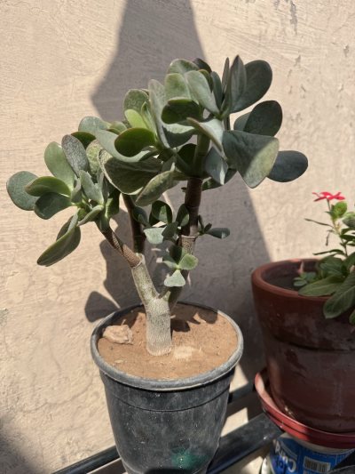 Chotu