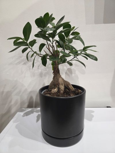 Ficus