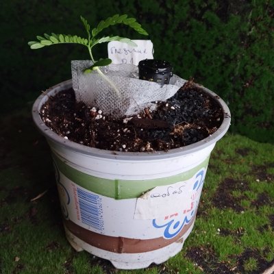 Гледичия трёхколючковая 🌳 ГТр01