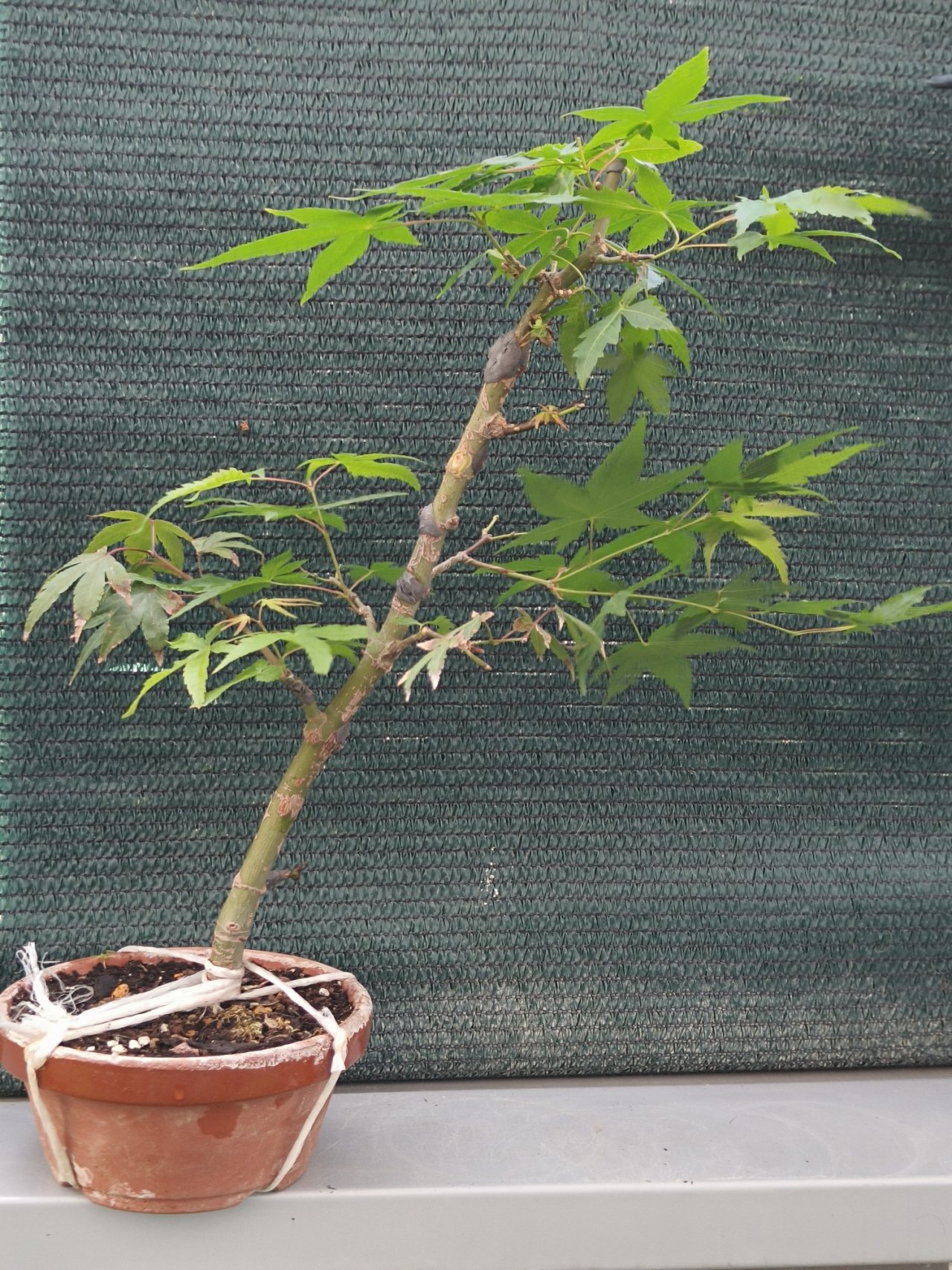 Photo 29