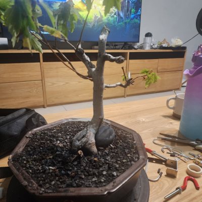 Trident Maple (Octagon)