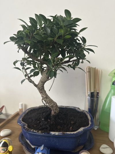 Ficus