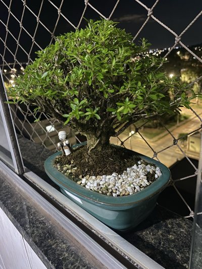 Serissa