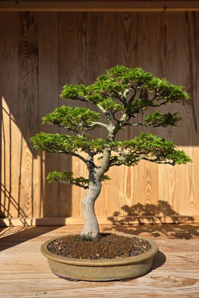 Fächerahorn Shishigashira