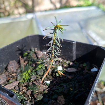 Japanese Cedar 5