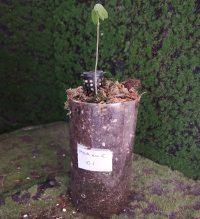 Transplantation - 16.05.2026 - Photo 1/1