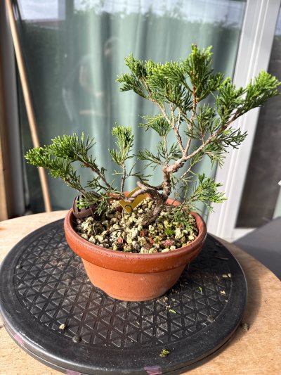 Juniperus Sabina