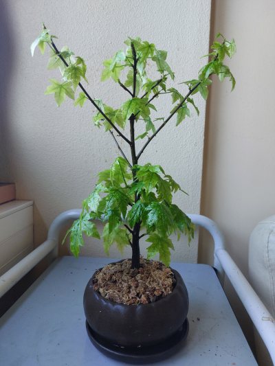 ☠️Copalme d'Amérique ☠️