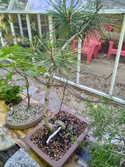 Japanese Black Pine, shirome janome, dragon eye