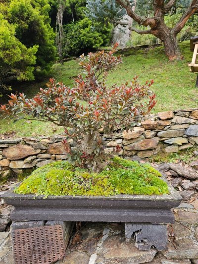 Azalea Roja 3