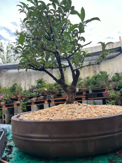 Ficus microcarpa (ficus-retusa)