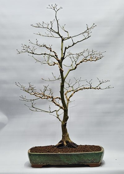 Maple Japanese