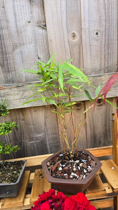 Asian wonder bamboo