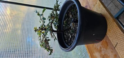 Cotonéaster