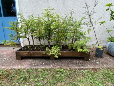 Métasequoia