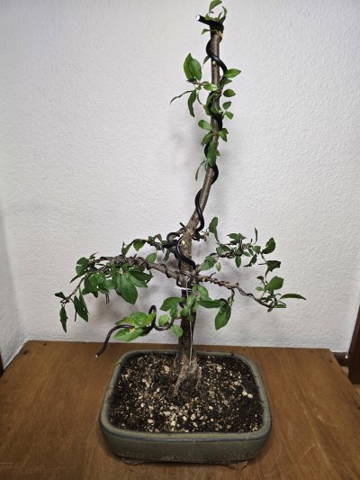 Pflaume 001