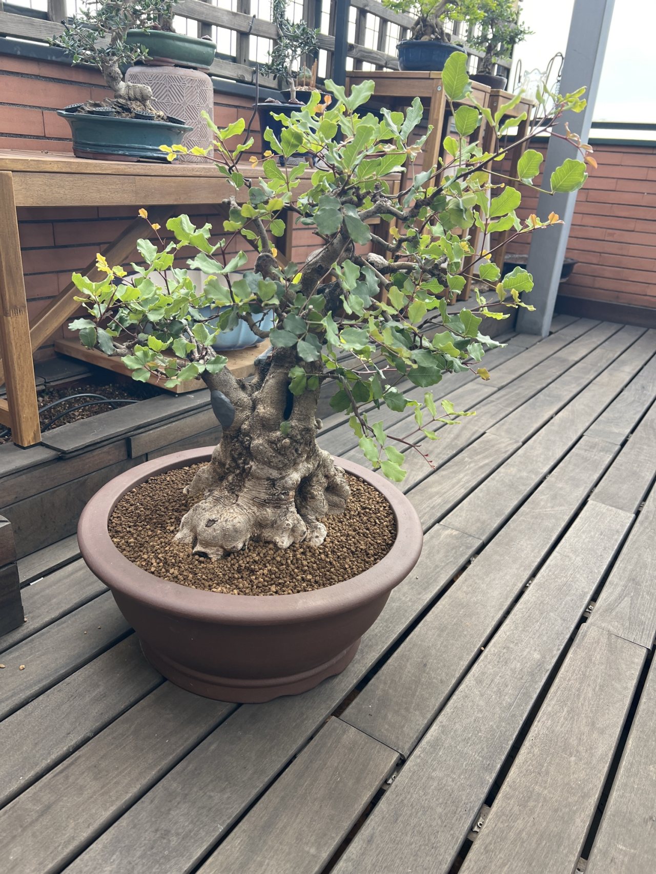 Photo 15