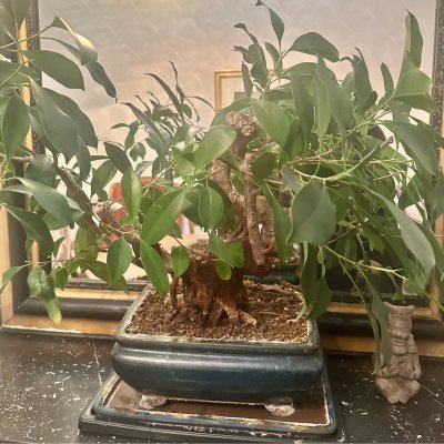 Ficus