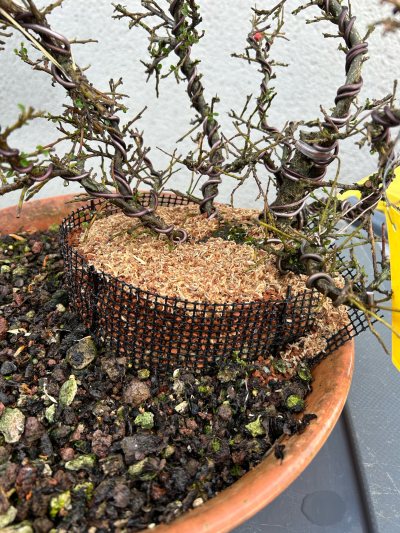 Cotoneaster