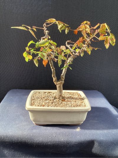 Zelkova 2 branches