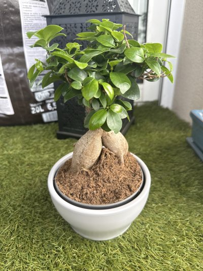 Gingseng