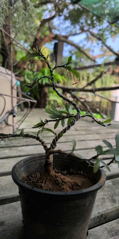 One flower