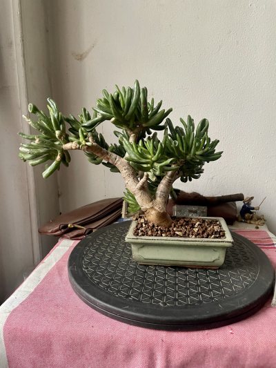 Arbre de Jade