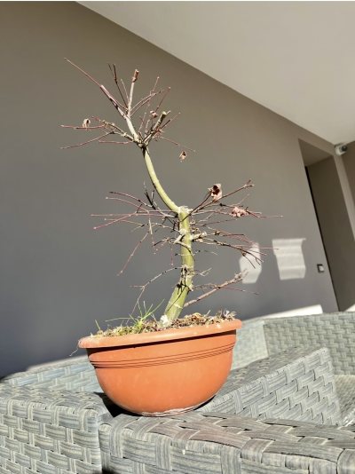 Acero palmatum des