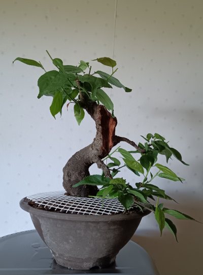 Prunus mume