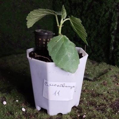 Смоковница обыкновенная 🌳 СОб11 ~○⌑