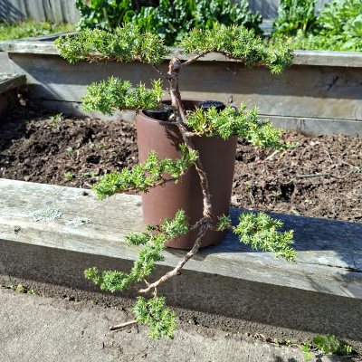 Blue Star Juniper