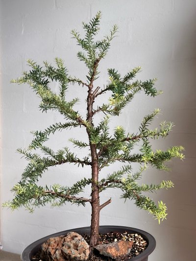 Totara