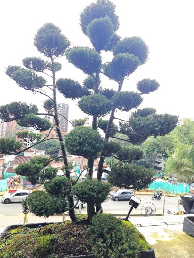 Cryptomeria Los Naramjos