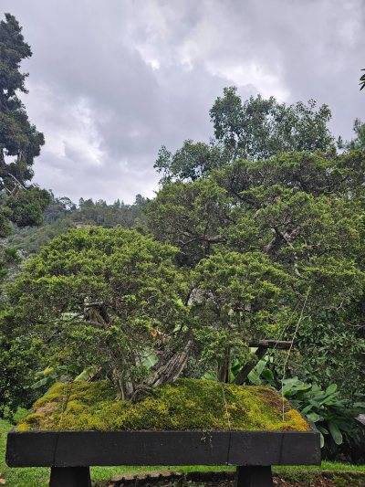 Torulosa Multitronco