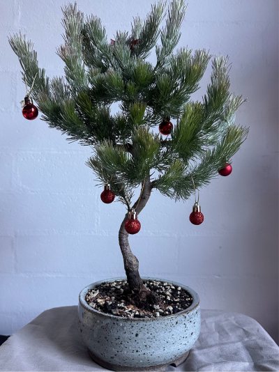 Woolly Bush