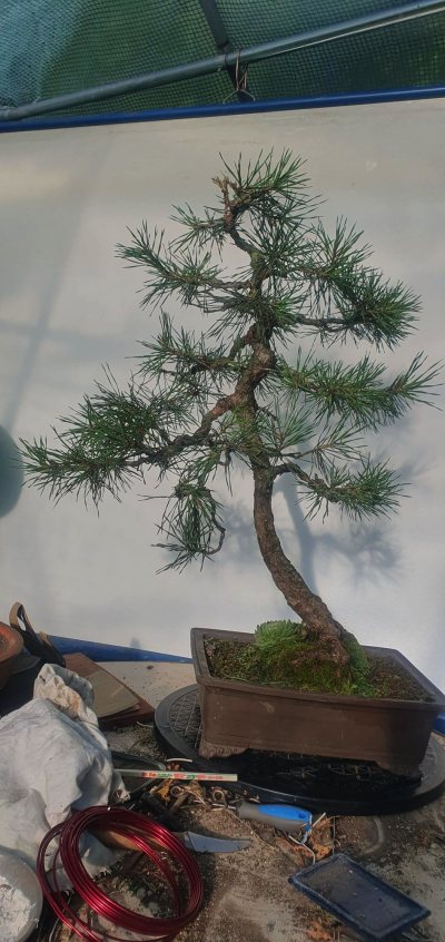 Pin sylvestre