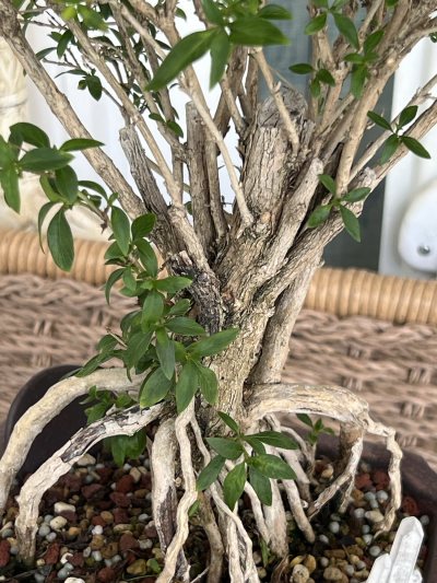 Serissa