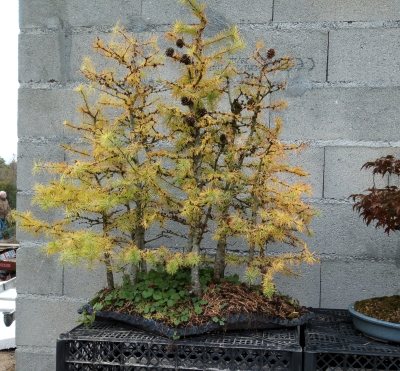 Forêt larix kaempferi