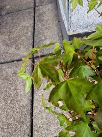 병/해충 - 25. 3. 30. - Photo 1/2