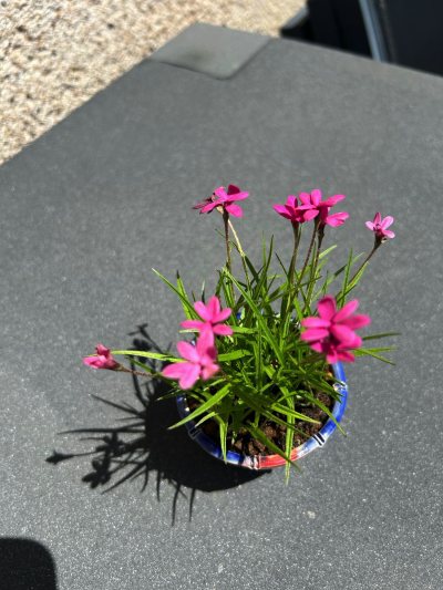 Rhodohypoxis rose