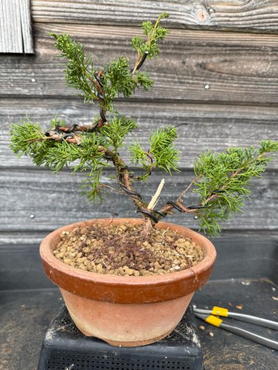 jUNIPERUS Chinensis