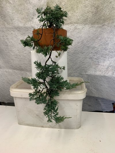Juniperus Cascade