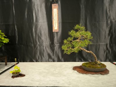Pin sylvestre #1
