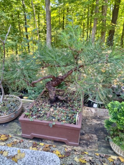 Shortleaf, Squashed Twisted trunk Yamadory