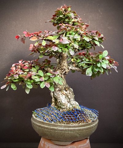 Shohin Berberis