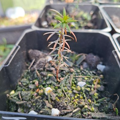 Japanese Cedar 1