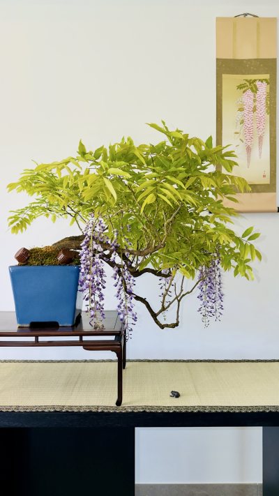 Wisteria
