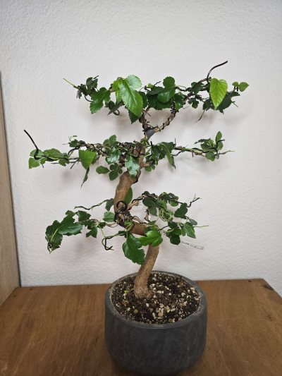 Maulbeerbaum Farbe? 001
