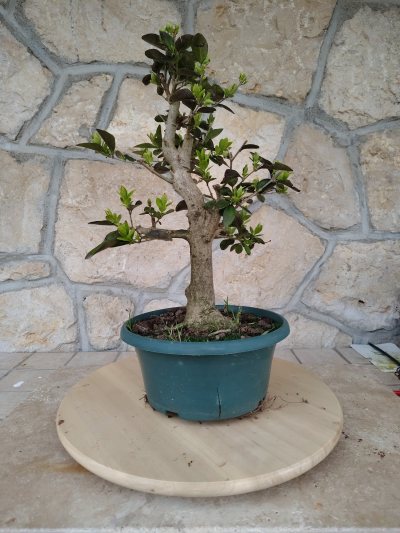 Ligustrum